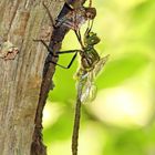 Glänzende Smaragdlibelle – Somatochlora metallica + 1 Bild