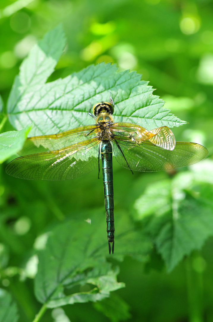 Glänzende Smaragdlibelle (Somatochlora metallica)