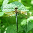 Glänzende Smaragdlibelle (Somatochlora metallica)