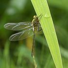 Glänzende Smaragdlibelle (Somatochlora metallica)