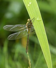 Glänzende Smaragdlibelle (Somatochlora metallica)