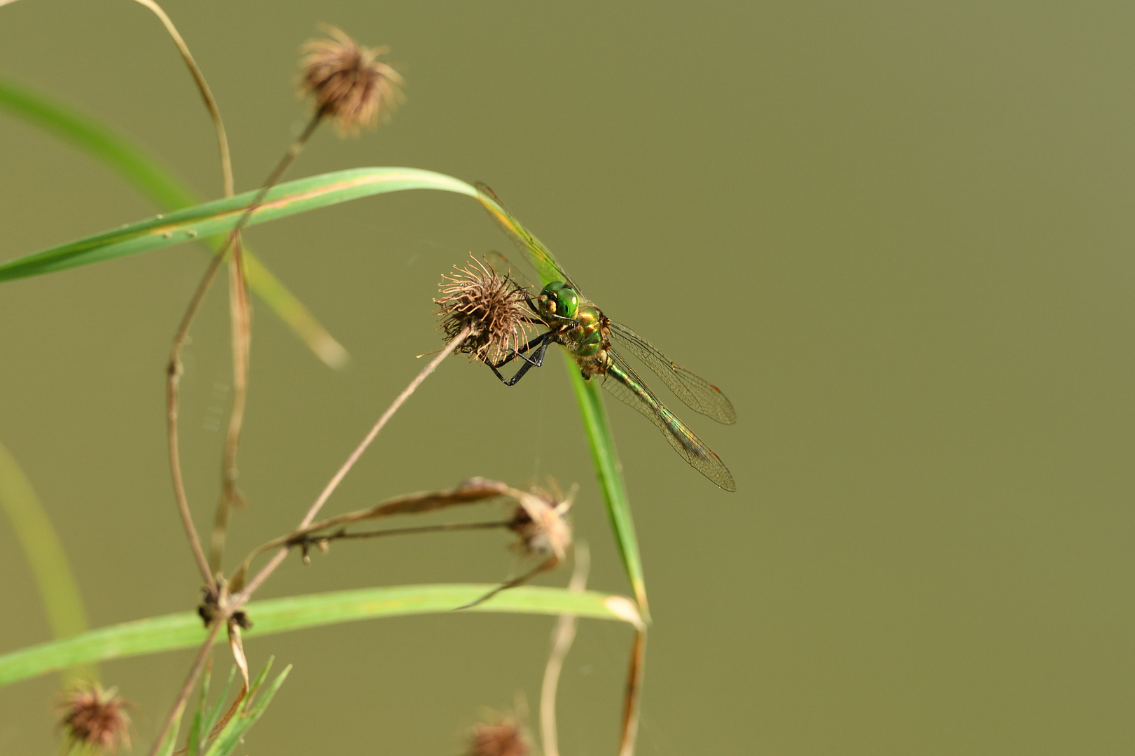 Glänzende Smaragdlibelle (Somatochlora metallica) 85-2016 GB1_7353-1