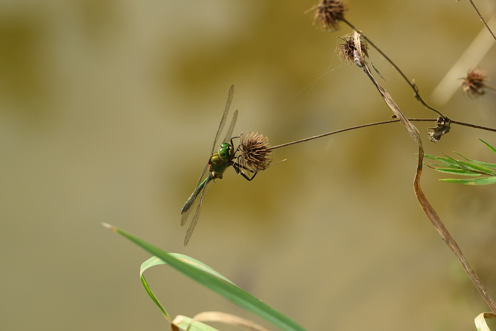 Glänzende Smaragdlibelle (Somatochlora metallica) 87-2016 GB1_7361-1