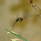 Glänzende Smaragdlibelle (Somatochlora metallica) 87-2016 GB1_7361-1