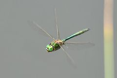 Glänzende Smaragdlibelle – (Somatochlora metallica)