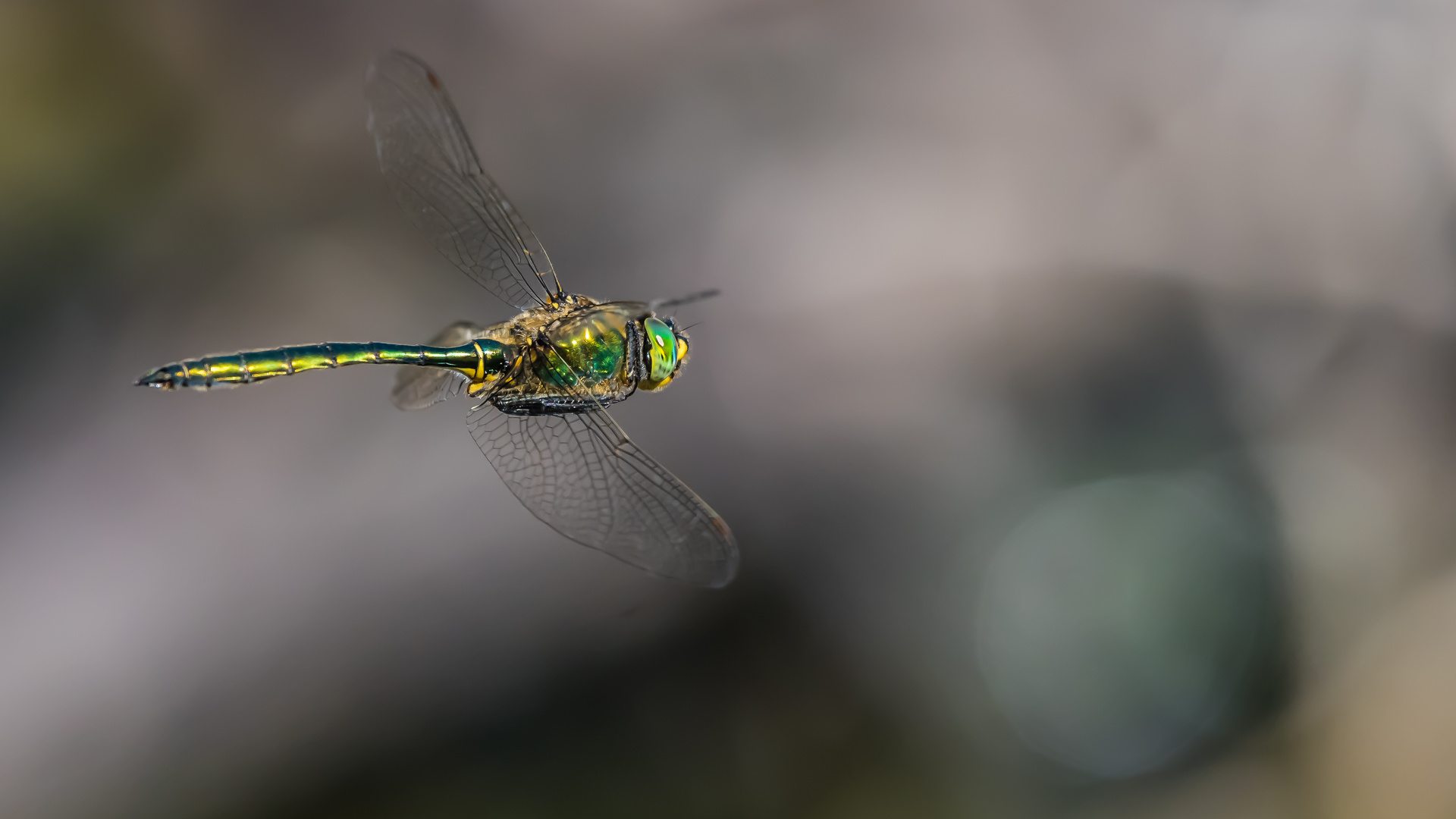 Glänzende Smaragdlibelle (Somatochlora metallica)