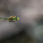 Glänzende Smaragdlibelle (Somatochlora metallica)