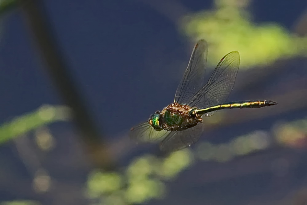 Glänzende Smaragdlibelle [Somatochlora metallica]