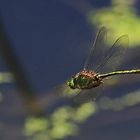 Glänzende Smaragdlibelle [Somatochlora metallica]