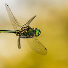 Glänzende Smaragdlibelle (Somatochlora metallica)