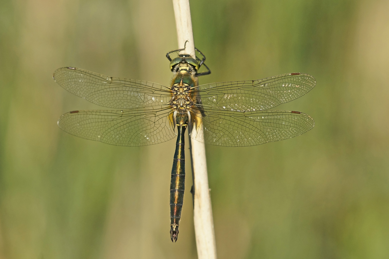 Glänzende Smaragdlibelle (Somatochlora metallica), Männchen