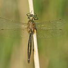 Glänzende Smaragdlibelle (Somatochlora metallica), Männchen