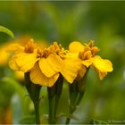 Glänzende Studentenblume (Tagetes lucida)