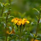 Glänzende Studentenblume (Tagetes lucida)...