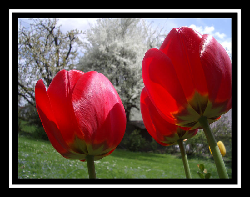 Glänzende Tulpen