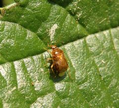 Glänzende Weichwanze (Deraeocoris lutescens)