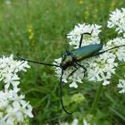 Glänzender Besuch