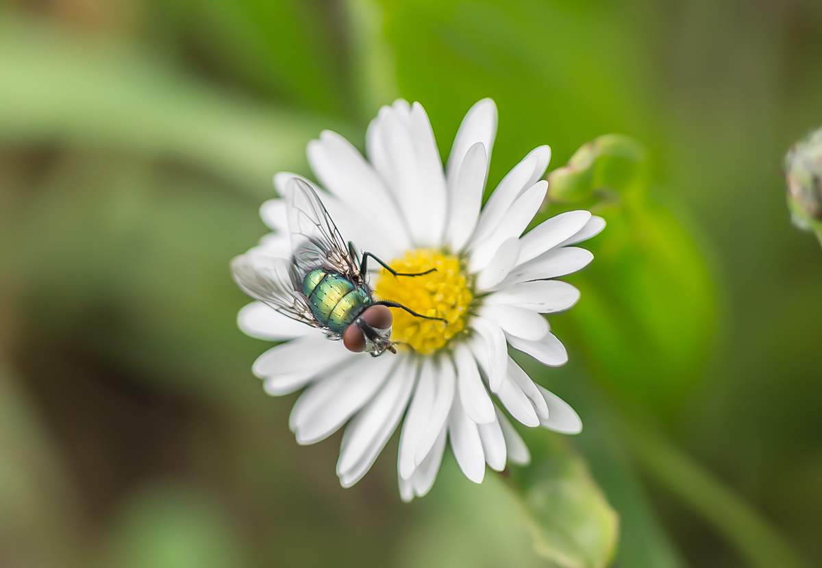 Glänzender Besucher auf dem Gänseblümchen