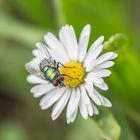 Glänzender Besucher auf dem Gänseblümchen