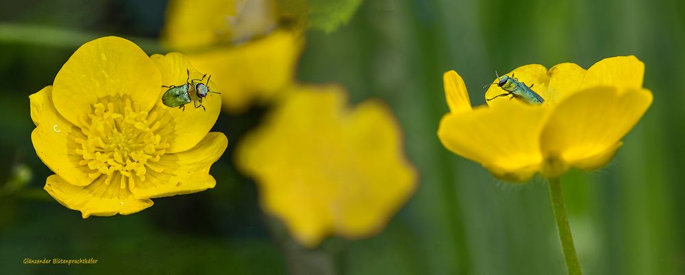 GLÄNZENDER BLÜTENPRACHTKÄFER