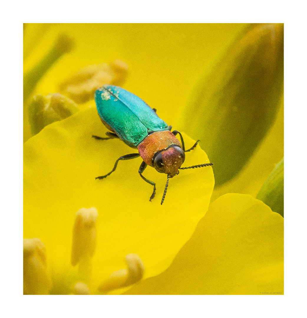 Glänzender Blütenprachtkäfer (Anthaxia nitidula)