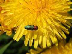 Glänzender Blütenprachtkäfer (Anthaxia nitidula)