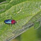 Glänzender Blütenprachtkäfer (Anthaxia nitidula) Weibchen....