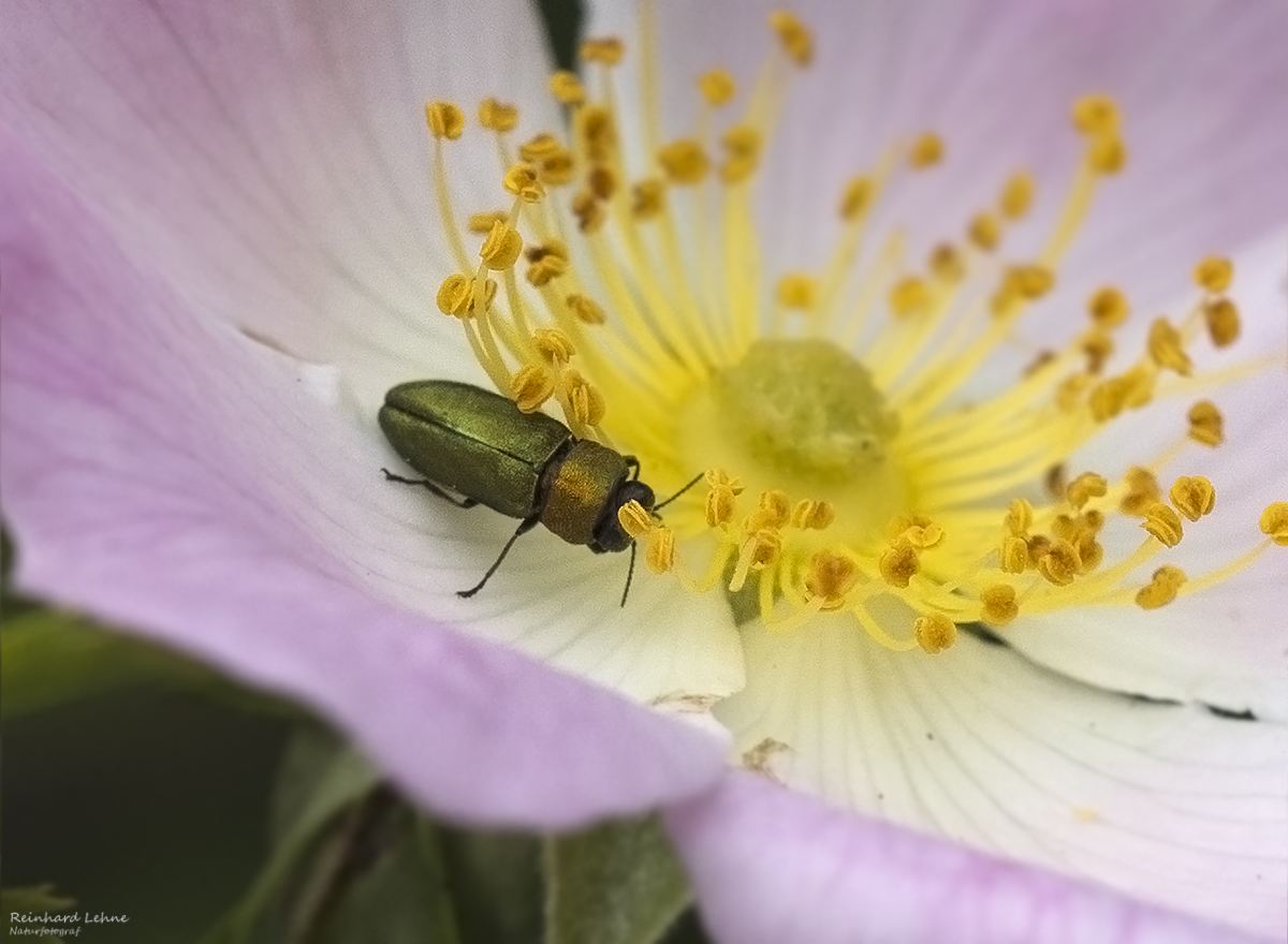  Glänzender Blütenprachtkäfer auf Heckenrosenblüte