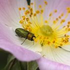  Glänzender Blütenprachtkäfer auf Heckenrosenblüte