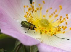  Glänzender Blütenprachtkäfer auf Heckenrosenblüte