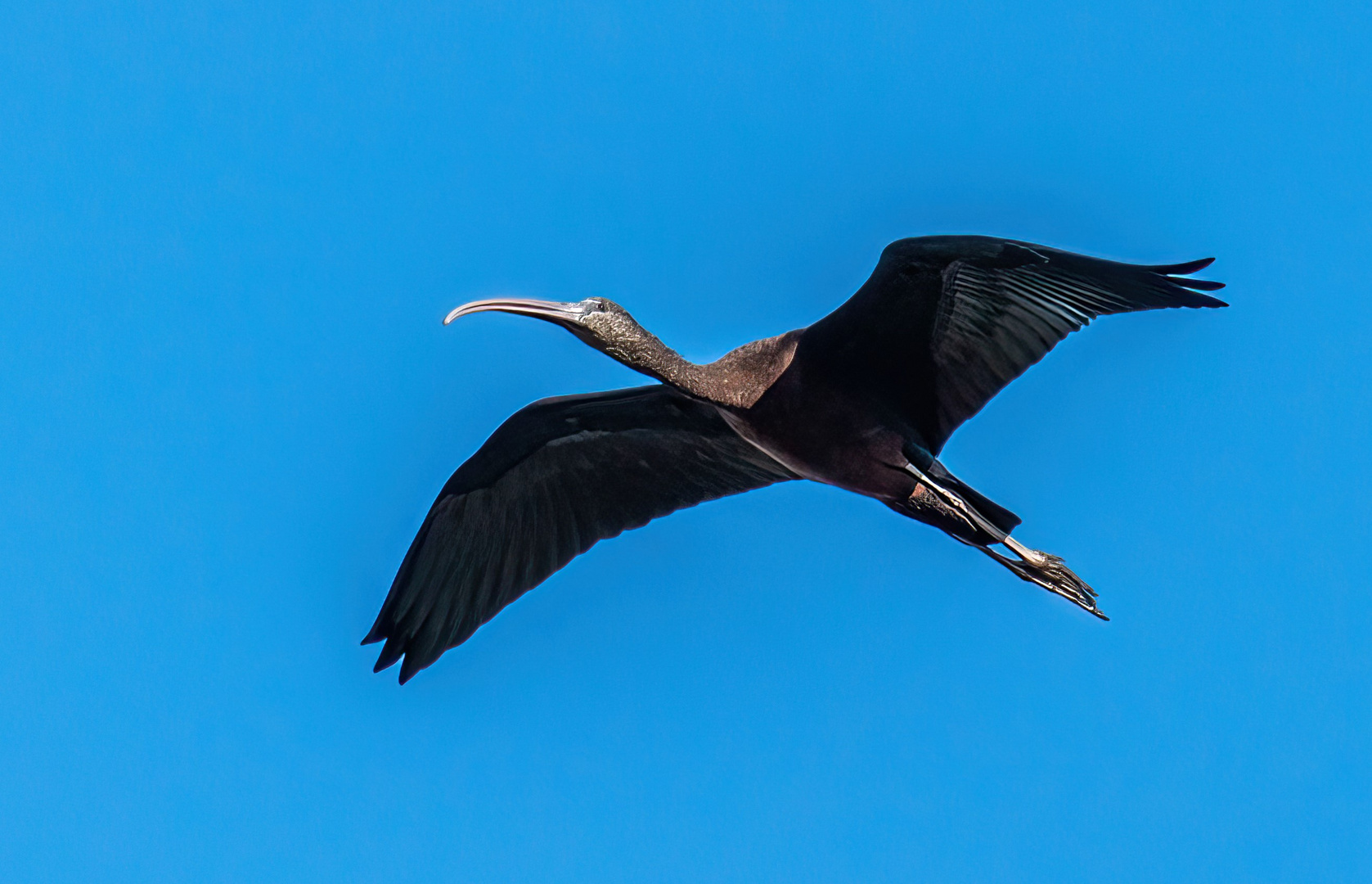 Glänzender Ibis 