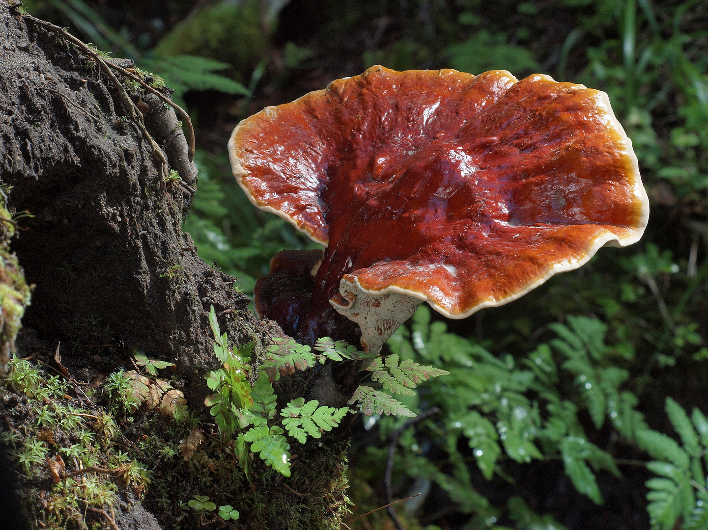 Glänzender Lackporling (Ganoderma lucidum)