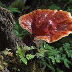 Glänzender Lackporling (Ganoderma lucidum)