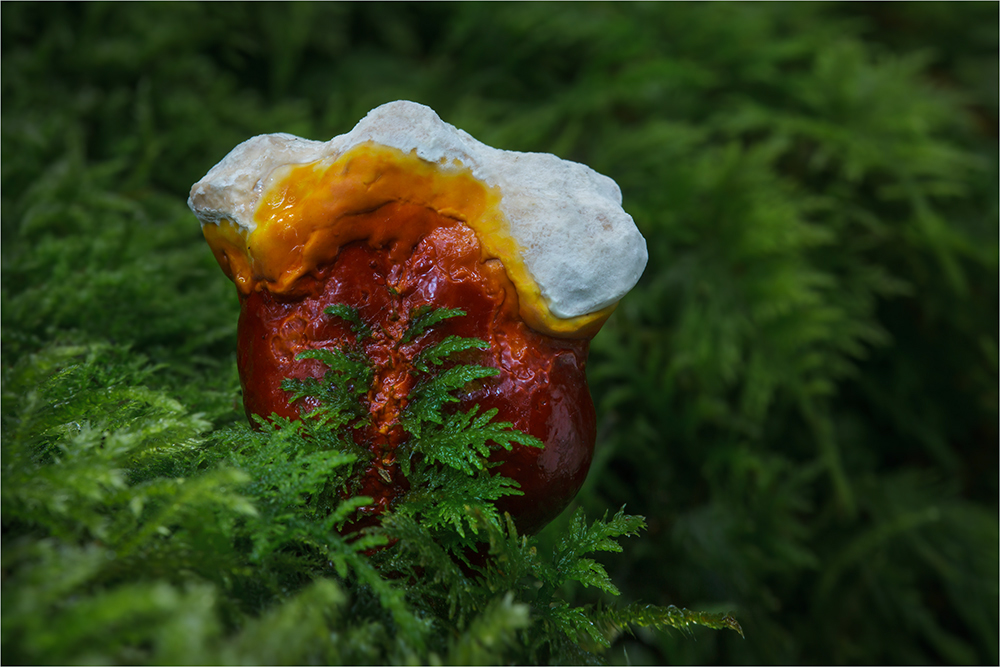 Glänzender Lackporling (Ganoderma lucidum)