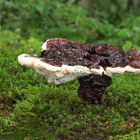 Glänzender Lackporling (Ganoderma lucidum)