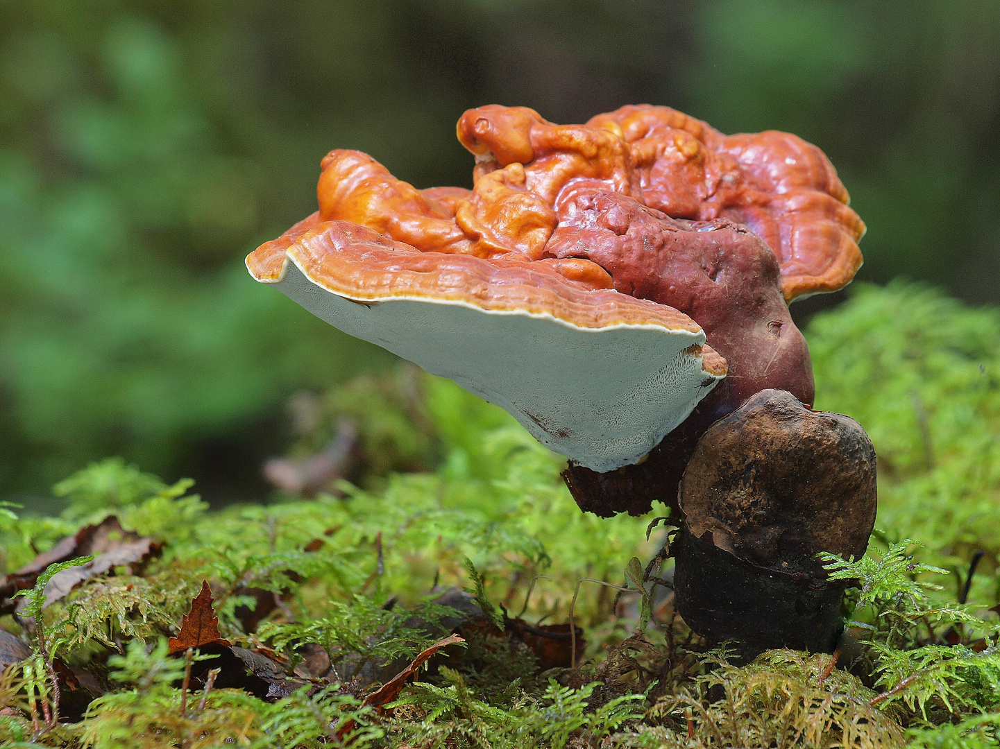 Glänzender Lackporling (Ganoderma lucidum)