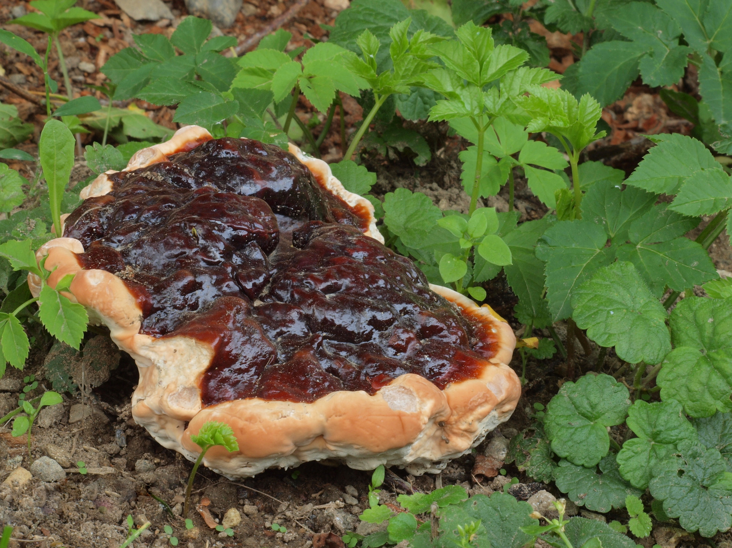 Glänzender Lackporling (Ganoderma lucidum)