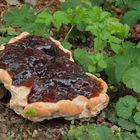 Glänzender Lackporling (Ganoderma lucidum)