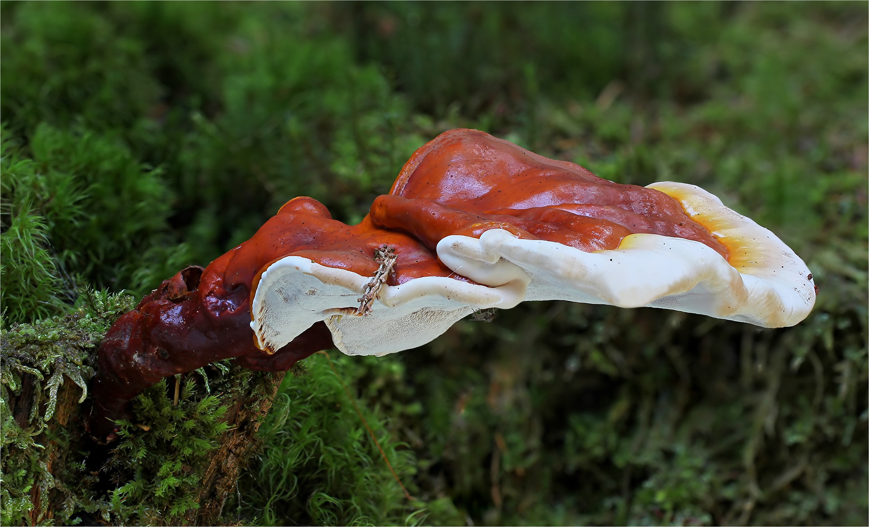 Glänzender Lackporling (Ganoderma lucidum)