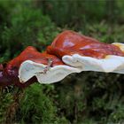 Glänzender Lackporling (Ganoderma lucidum)