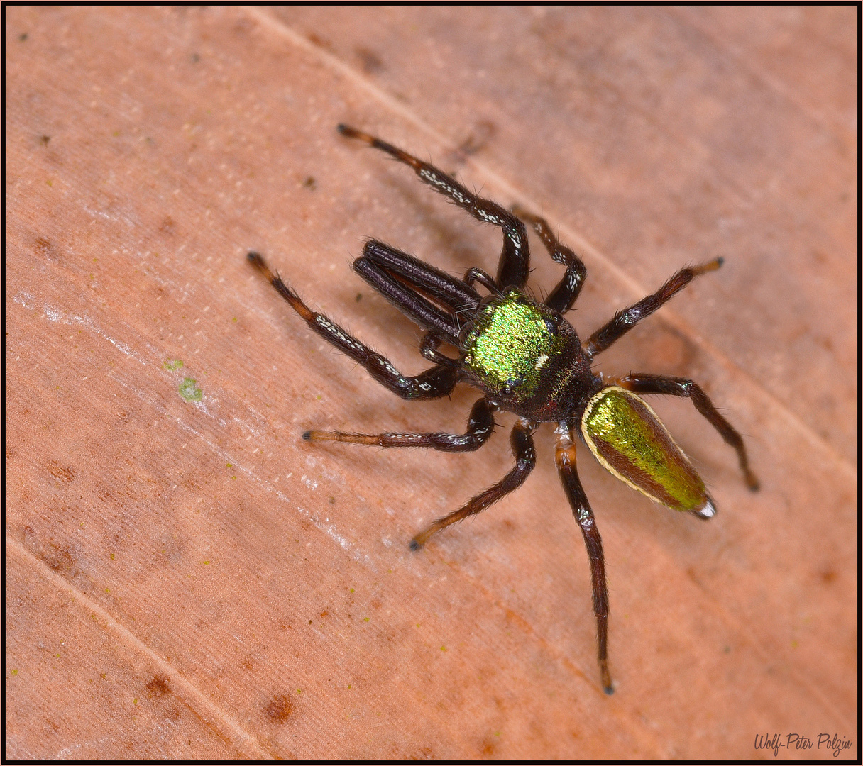 Glänzender Schönling - Bagheera laselva (Costa Rica)