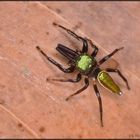 Glänzender Schönling - Bagheera laselva (Costa Rica)