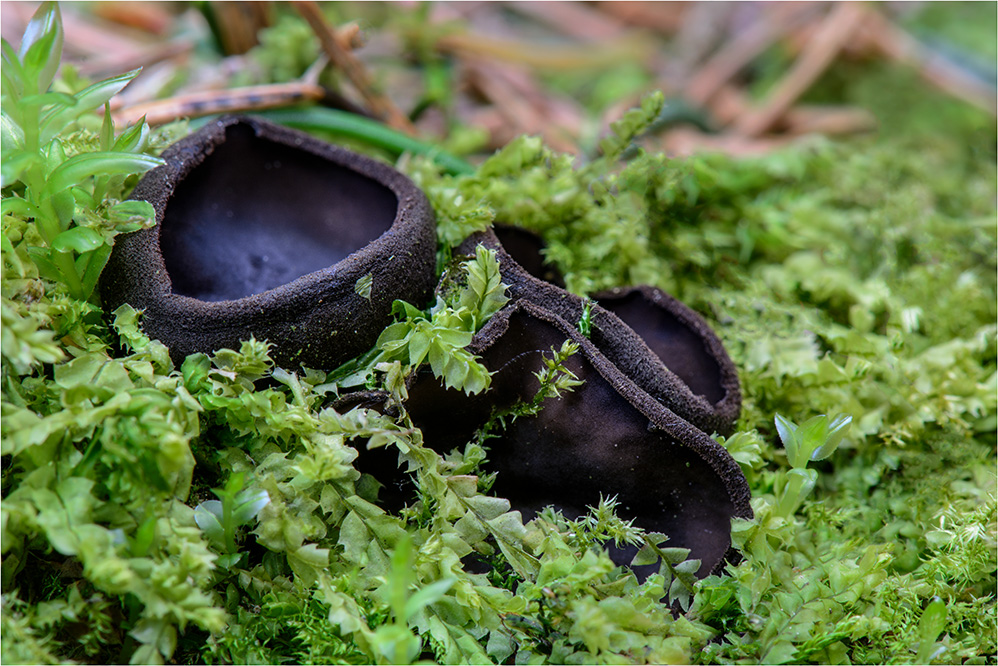 Glänzender Schwarzborstling (Pseudoplectania nigrella)