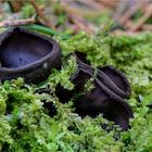 Glänzender Schwarzborstling (Pseudoplectania nigrella)