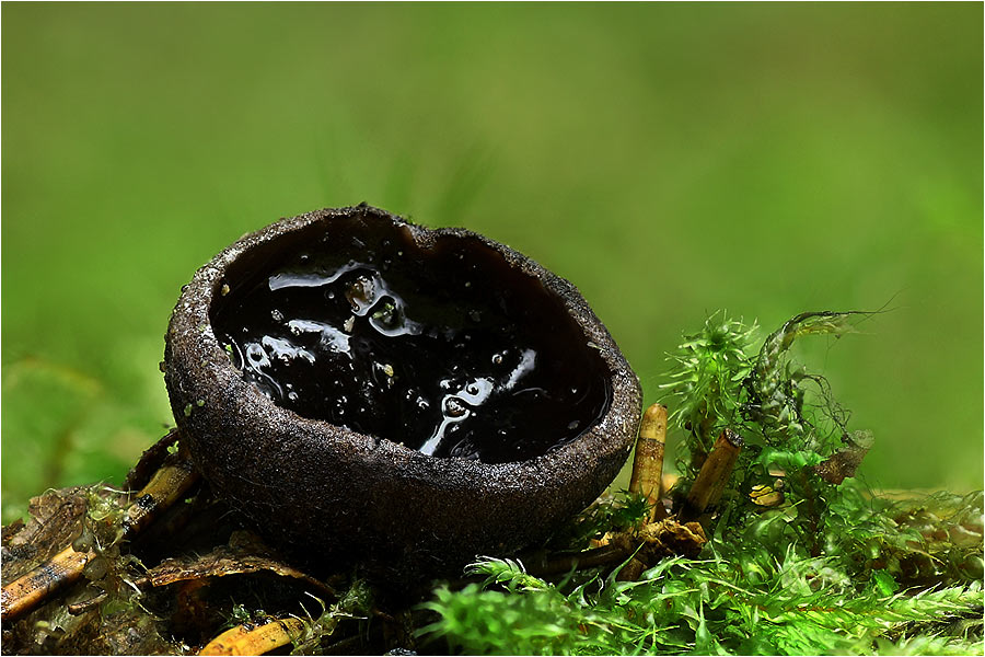 Glänzender Schwarzborstling (Pseudoplectania nigrella)