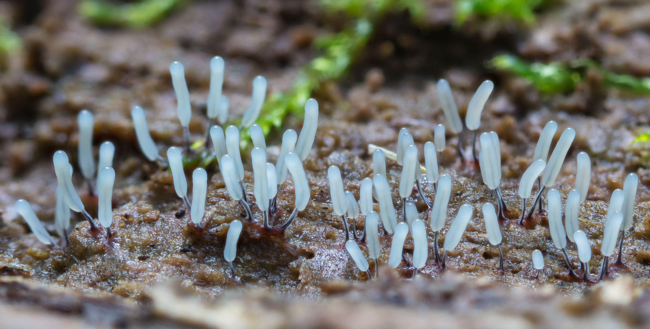 Glänzendes Fadenkeulchen (Stemonitopsis typhina)