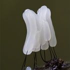 Glänzendes Fadenkeulchen (Stemonitopsis typhina)