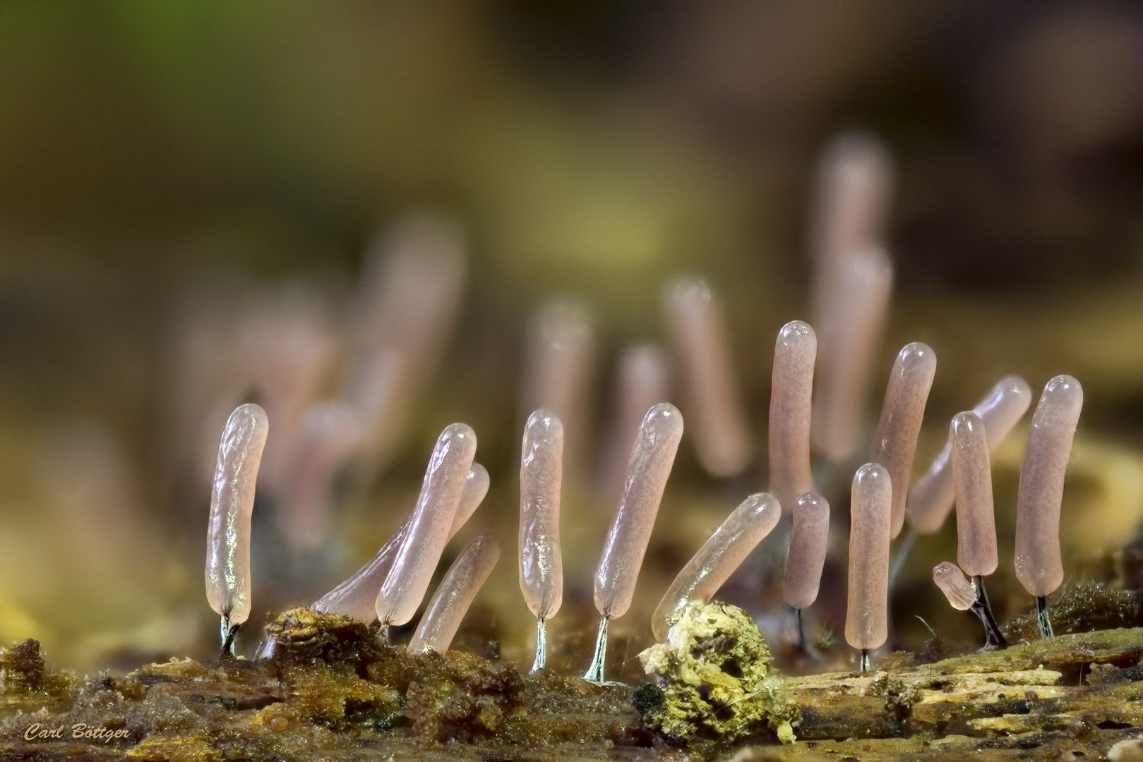 Glänzendes Fadenkeulchen (Stemonitopsis typhina)