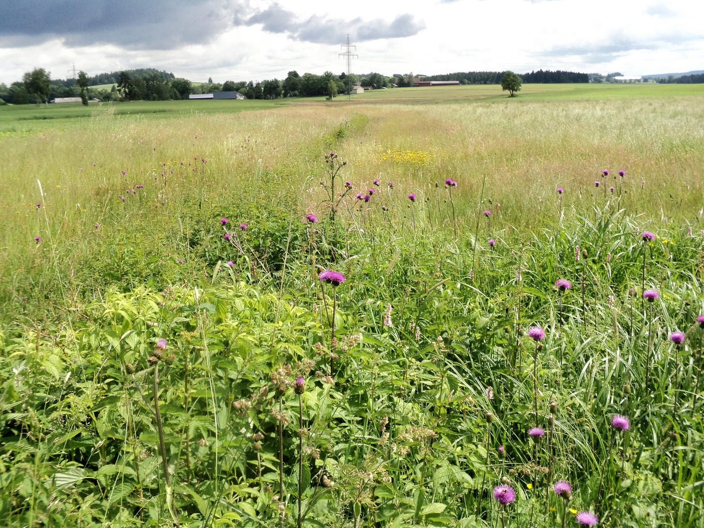 Glänzendes Gras und abwechslungsreiche Flora