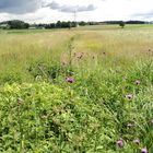 Glänzendes Gras und abwechslungsreiche Flora